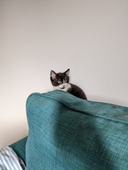New kitten! 