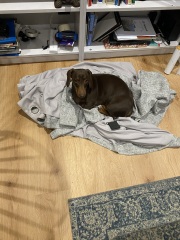 Curtains help - pic of dog included!