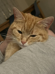 Advice please! Cat close to birth?