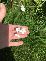 Plant identification 