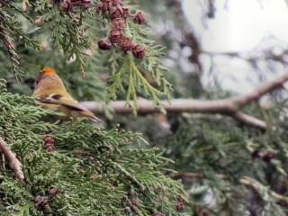 To tell you about the Merlin app - Shazam for birds?