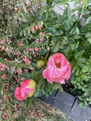 Have your peonies sprouted yet?