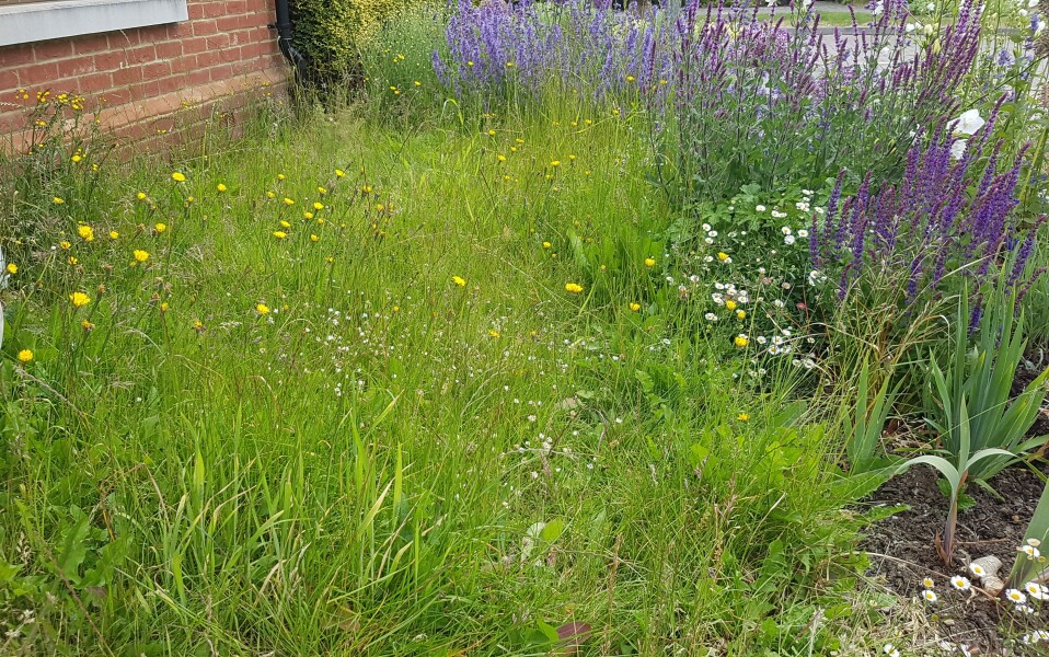 Anyone not cutting their grass - how's it going?
