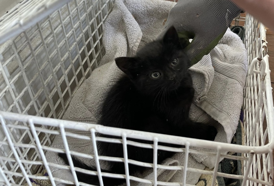 We found a kitten. Tips