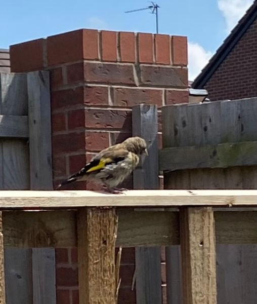 Thread 8 - TalkLair: “Brewing Russell's teapot” 