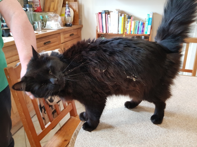 Cats used to be worshiped as Gods...