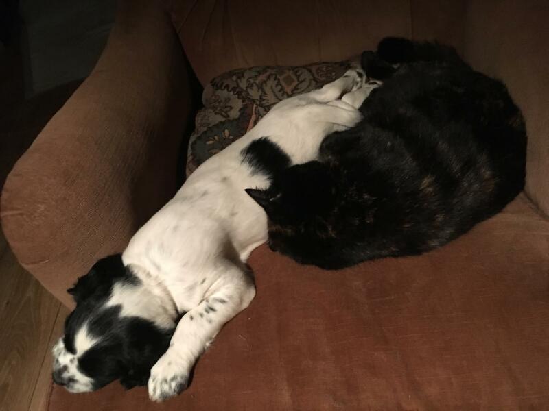 Thread 8 - TalkLair: “Brewing Russell's teapot” 