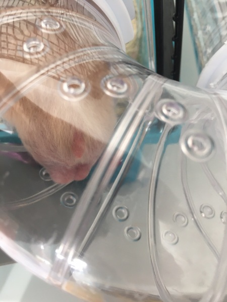 Hamster has huge balls. Is this normal? Pics included
