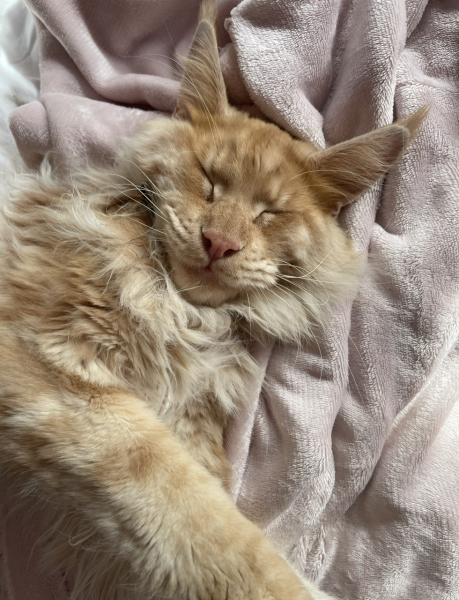 Where do your cats sleep?
