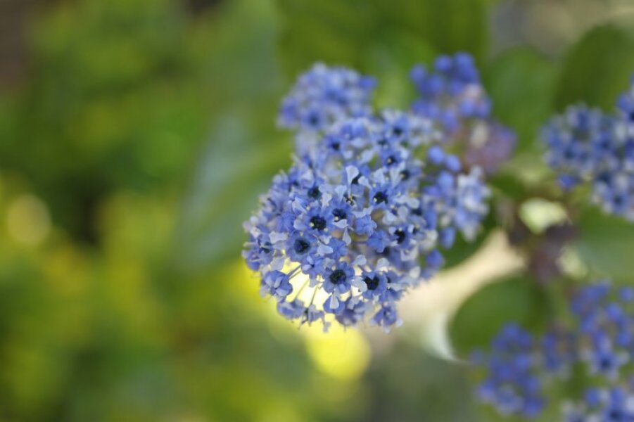 anyone expert about ceanothuses/Californian lilac? or should that plural be ceanothus?