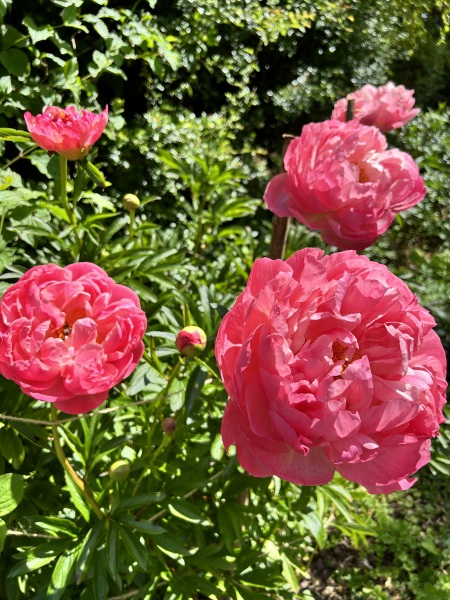 Have your peonies sprouted yet?
