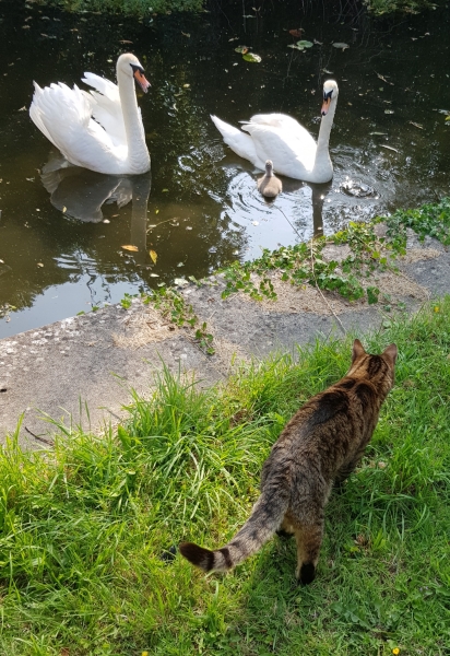 Thug cat part 5 - For he will not do destruction, if he is well-fed, neither will he spit without provocation.