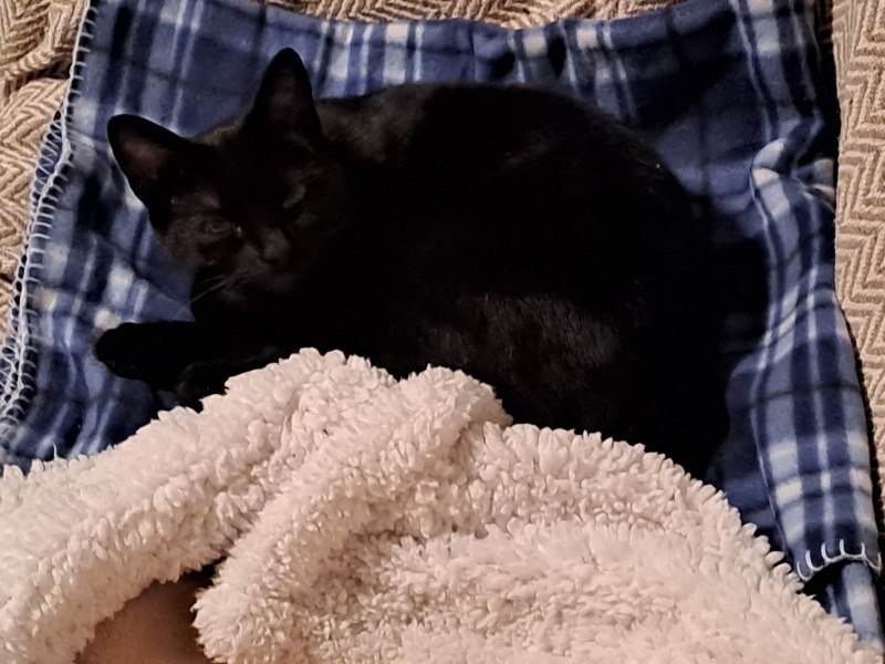 Adopting a 2yr old- know nothing