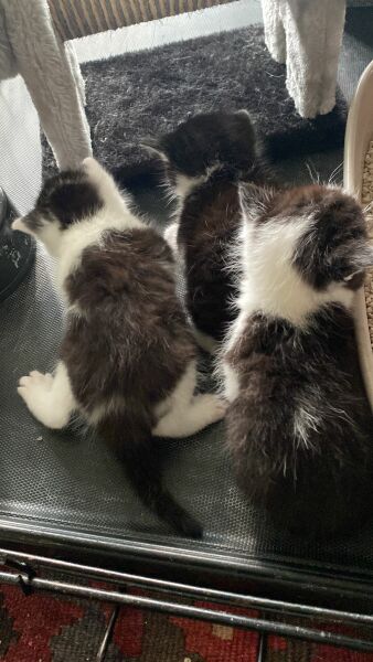So kitten foster slaves it is the season.....