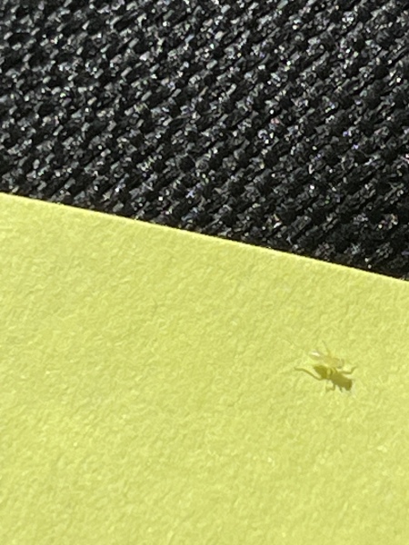 What is this bug?! (Photo)