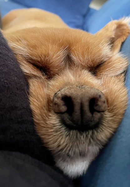 I had to put my darling dog to sleep yesterday 