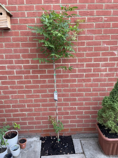 What's wrong with my newly planted wisteria? ***Photos attached***