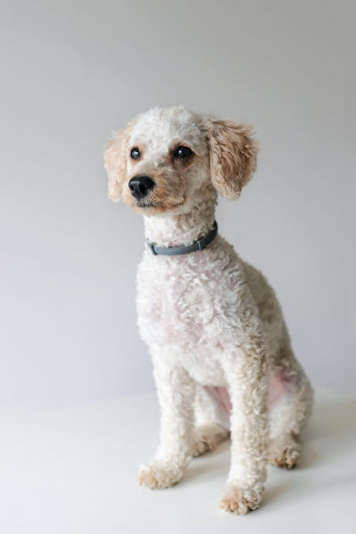 Cockapoo F1 no poo