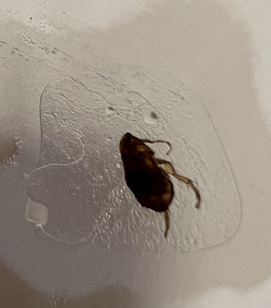 Fleas in rented house 