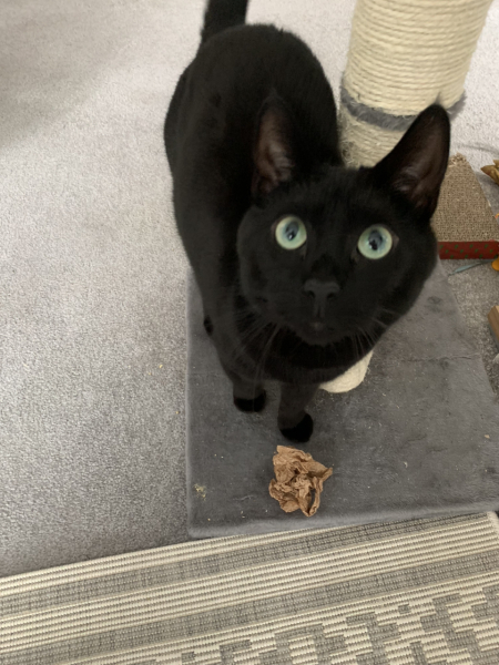 My cat seems to wag her tail when she's happy