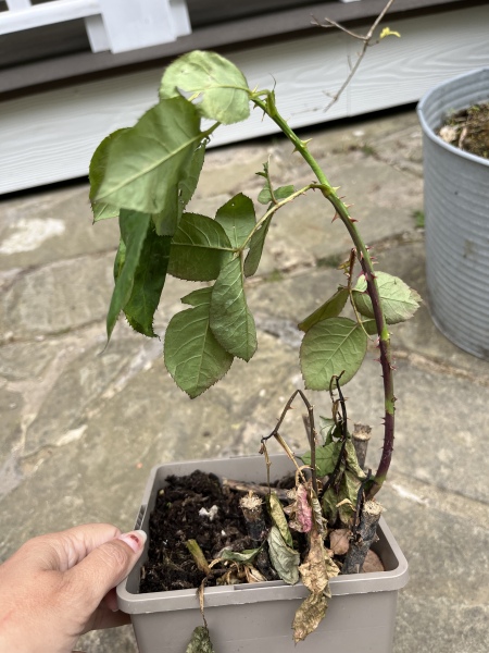 Raising a Rose from the dead 
