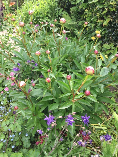 Have your peonies sprouted yet?