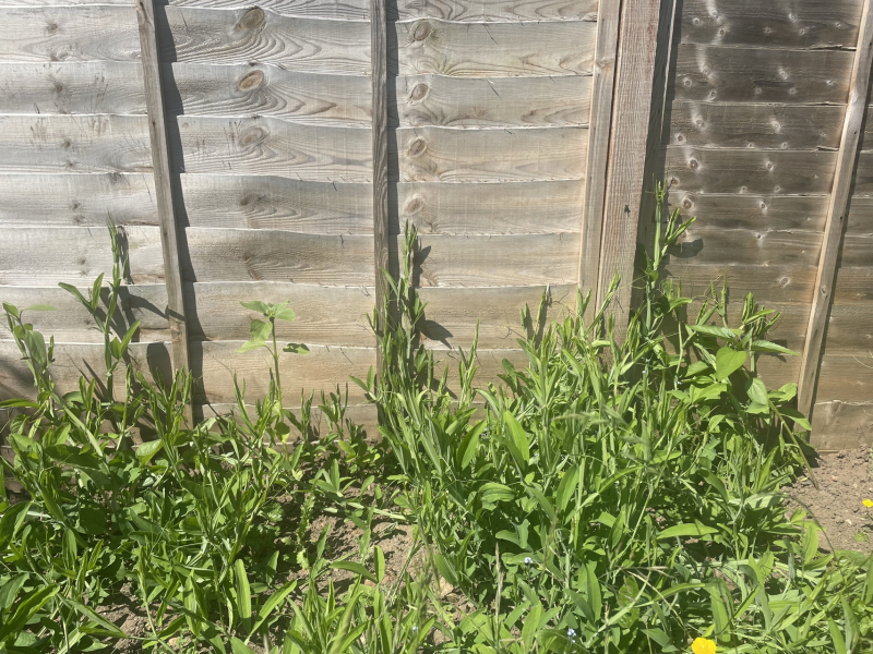 Best trellis for sweet peas
