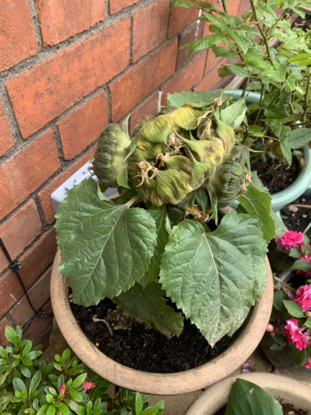 What should I do to this sunflower?!