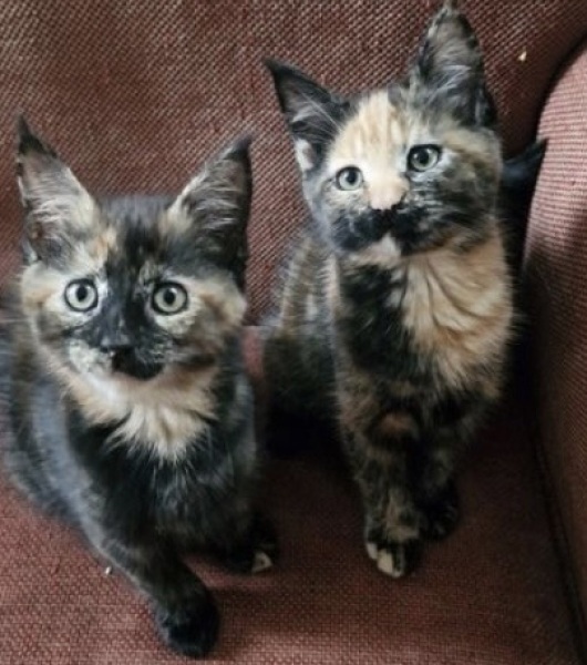 Hopefully my new two beauties
