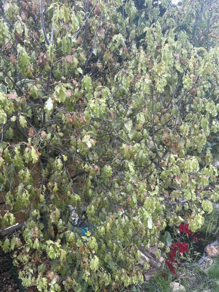 Think a lovely old Pittosporum is on the way out! Why?? Can it be saved??