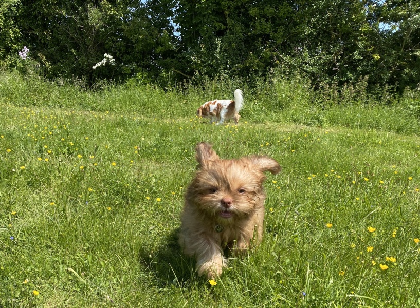 Puppy support group
