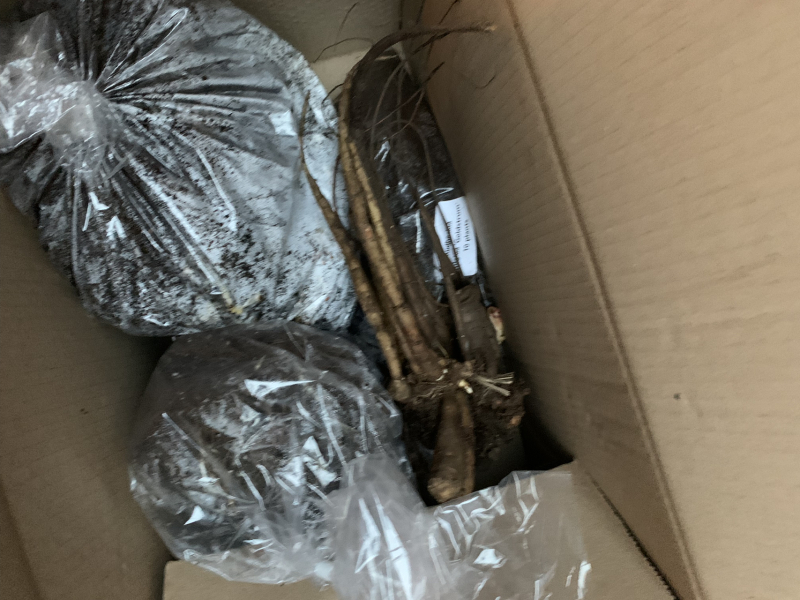 I bought 160 bare root  perennials for £40!