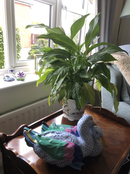 Can I rescue my Peace Lily?