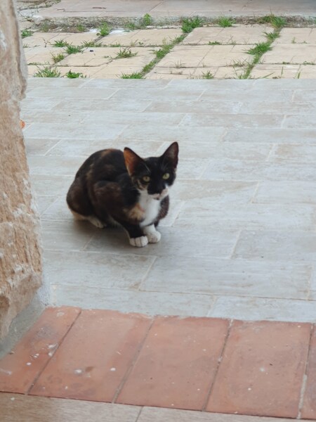 MsLatté’s Daebak Cybercafé (Kdrama addicts #41): A poorly anticipated placeholder thread to contain the Filthy Noonas’ ongoing musings on all things Korean, with Japanese and Chinese sprinkles