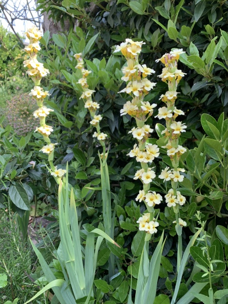 Flower ID please. 