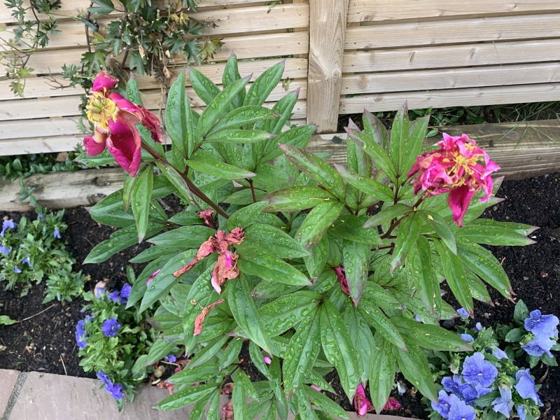 Peonies - novice gardener!