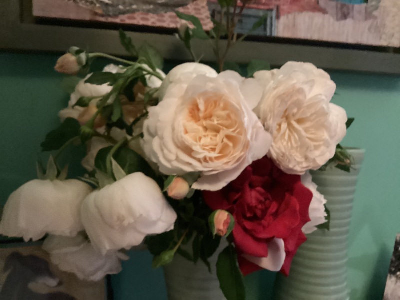 What have you done in the garden today? Part 2