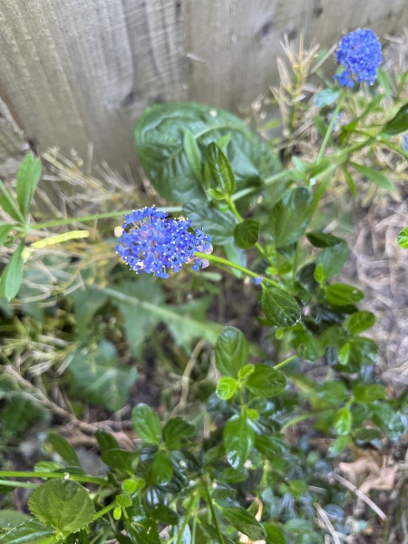 Can anyone identify these plants? 