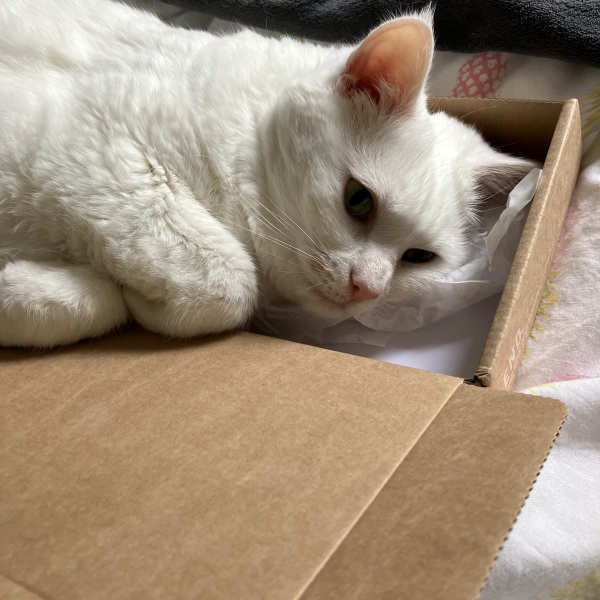Cat throwing up 