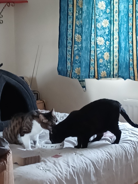 A Very Great Quantity Of Excellent Cats