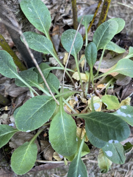 Plant ID (no apps please!)