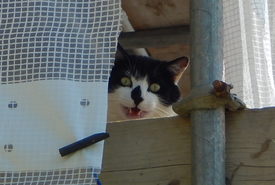 Thread 8 - TalkLair: “Brewing Russell's teapot” 