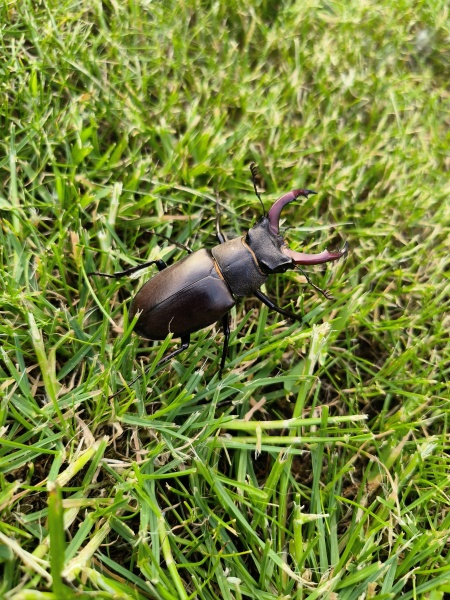 AIBU to worry that there are no insects in my house tonight?