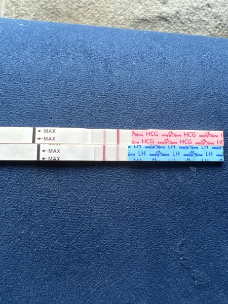 Ovulation after pregnancy loss