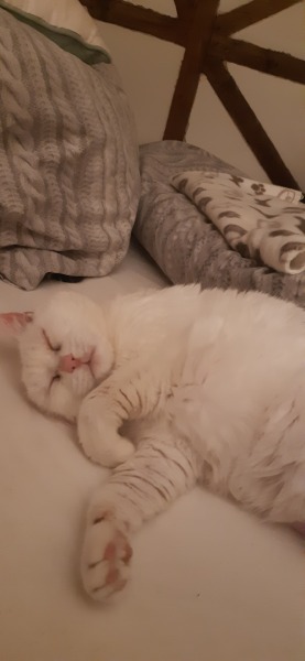 Let's have a happy thread. Show me your kitties.