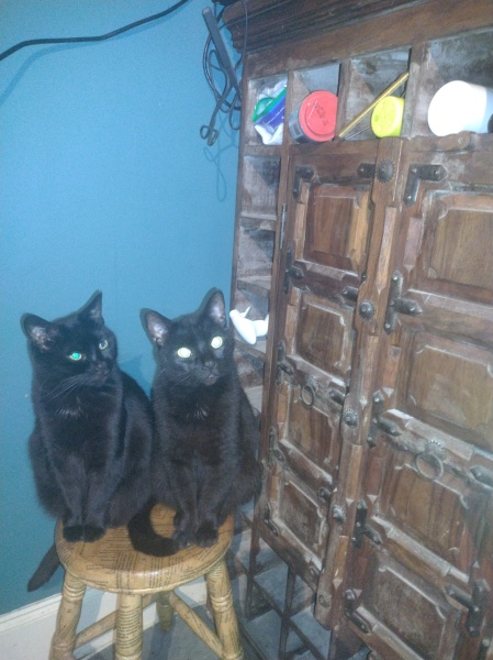 A Very Great Quantity Of Excellent Cats