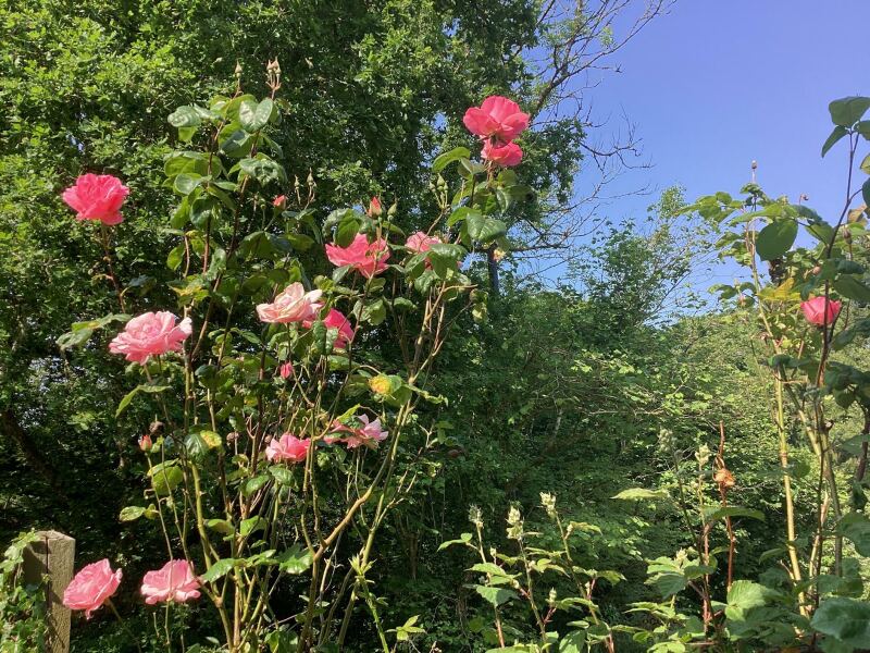 Thread 7 - TalkLair: “In fact it’s an oblate spheroid”