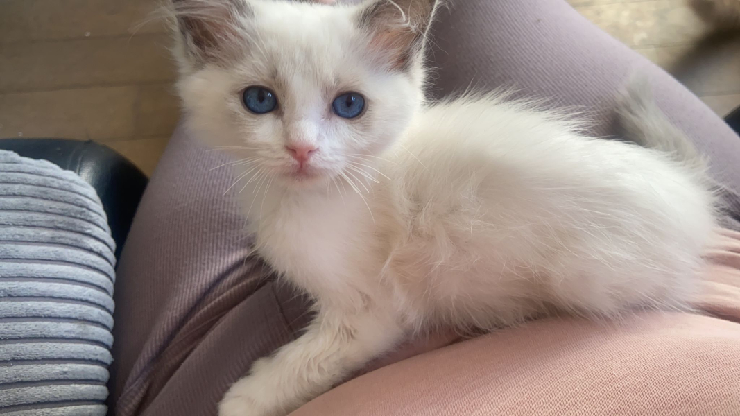 Any name suggestions for my new kitten?