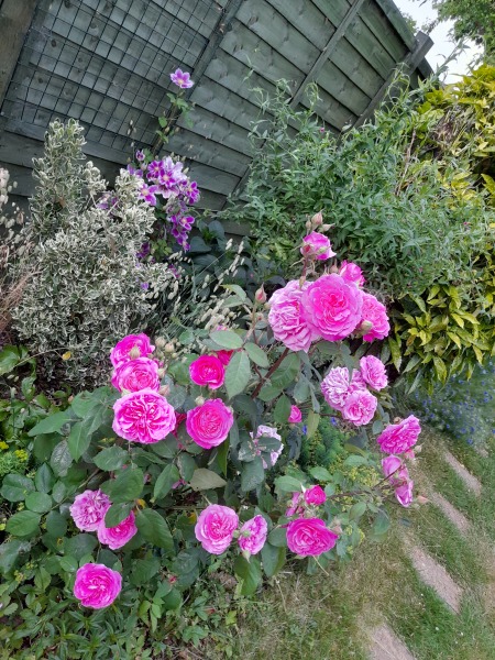 Rose and clematis combination