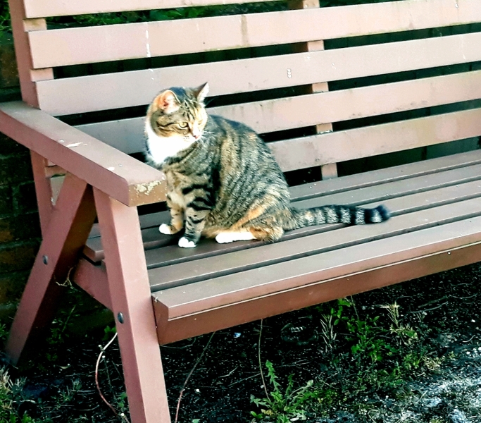 Cats used to be worshiped as Gods...
